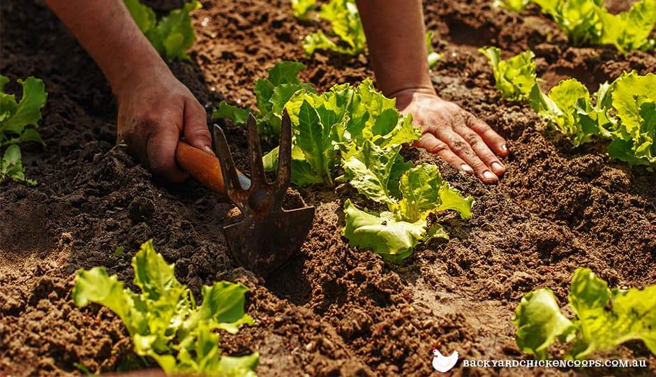 Everything You Need to Know About Home Gardening