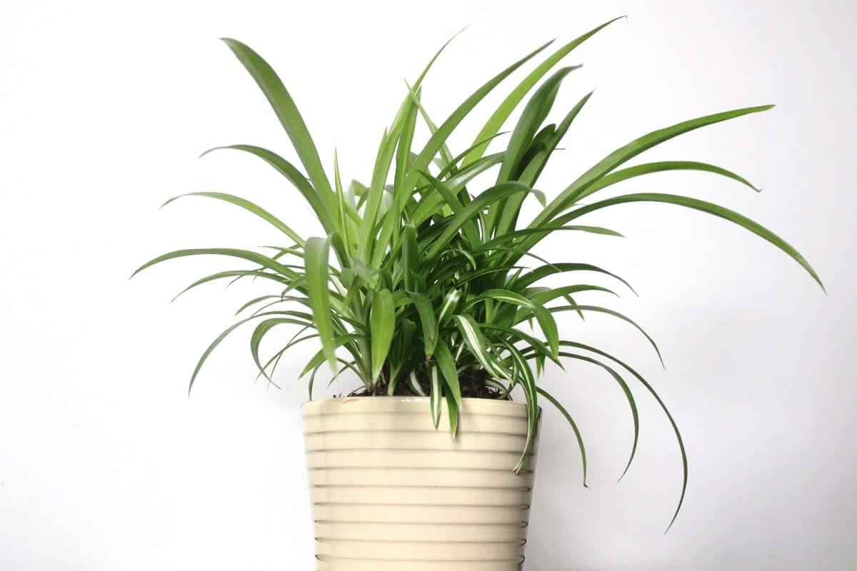 Green Spider Plant in Pot