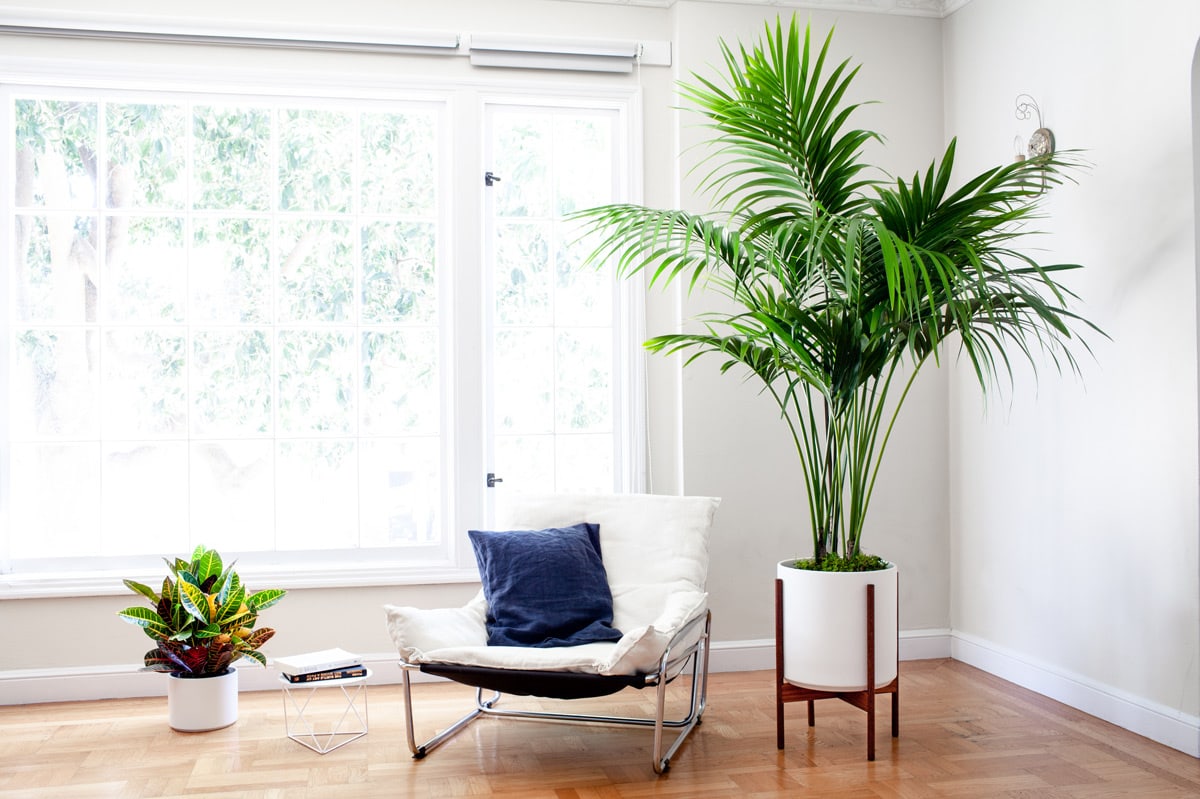 Kentia palm plant in Lounge